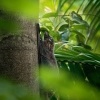 Letucha malajska - Galeopterus variegatus - Sunda flying lemur o4224